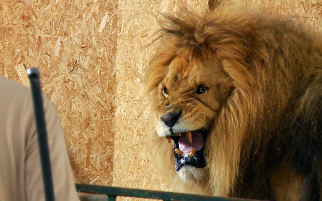 CES ANIMAUX STARS DE CINÉMA