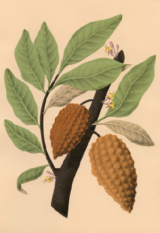 image-collée-10